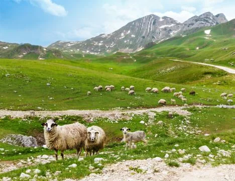 Flock of sheep in the mountains Stock Photos