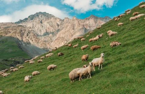 Flock of sheep in the mountains on the sunset background Stock Photos