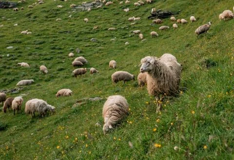 Flock of sheep in the mountains on the sunset background Stock Photos