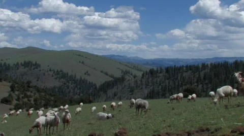 Flock of sheep in the mountains Tibet Stock Footage 313474