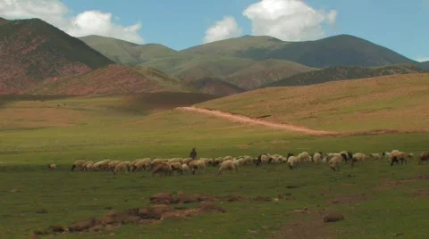 Flock of sheep in the mountains Tibet Stock Footage 313477