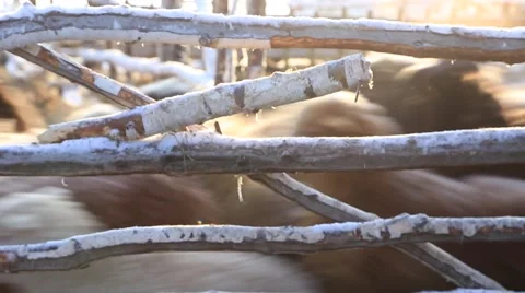 A flock of sheep on the move 스톡 동영상 60942495