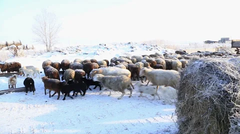 A flock of sheep on the move Stock Footage 60942541