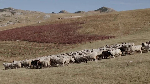 A flock of sheep moves through the mountains Stock Footage 129847015