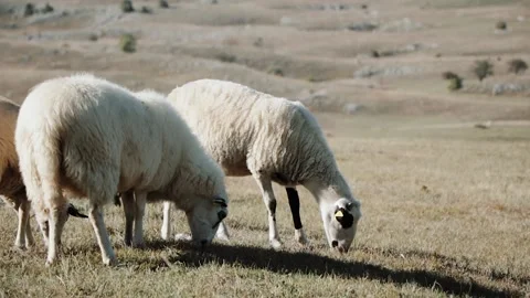 A flock of sheep moves through the mountains Stock Footage 130412168