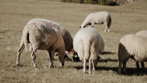 A flock of sheep moves through the mountains Stock Footage 130412651