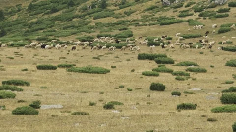 Flock of Sheep Moving Across Mountain Slope Kazakhstan Vidéo 334047792