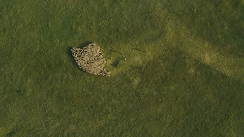 A flock of sheep is moving, aerial view. Sheep eat grass in the pasture. Nice Stock Footage 144672471