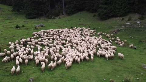 A flock of sheep moving forward on the grassland posture in Romanian Mountains Stock Footage 194553814