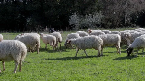 Flock of sheep moving on a lawn Stock Footage 55395381