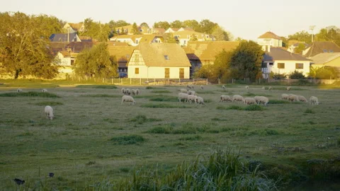Flock of sheep moving slowly across open countryside pasture under warm light 库存影片 329319676