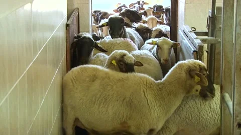Flock of Sheep Moving Through Narrow Farm Passage Stock Footage 344669679