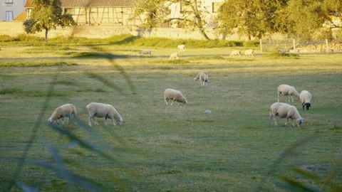Flock of sheep moving together across open countryside meadow 库存影片 329320083