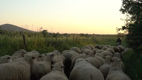 Flock of sheep moving toward horizon at sunset, Canakkale, Turkey Stockbeeldmateriaal 327552445