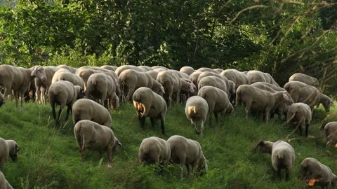 A flock of sheep in nature Stock-Footage 158185694