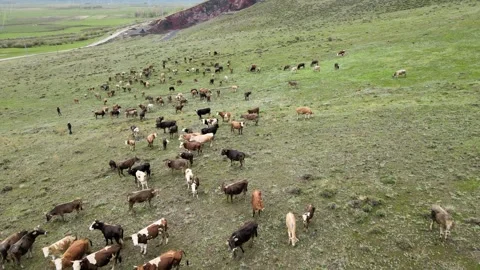 Flock of sheep nature Video stock 241115684