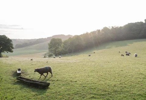 Flock of sheep on north downs in kent near wye on sunny summer morning Stock Photos