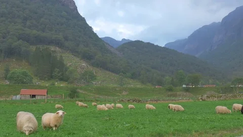 Flock of sheep in Norway Stockbeeldmateriaal 73223659