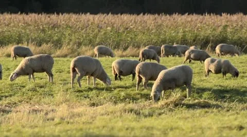 Flock of sheep, Oderwiesen Nature Reserve, Frankfurt (Oder), Germany Stock Footage 12916515