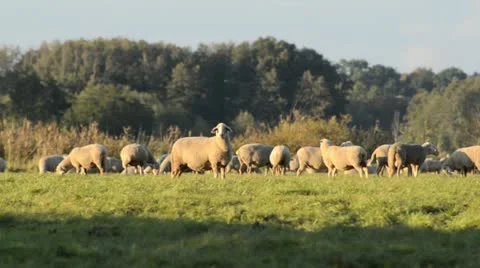 Flock of sheep, Oderwiesen Nature Reserve, Frankfurt (Oder), Germany Stock Footage 12918990