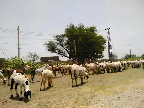 A flock of sheep in an open field Foto stock