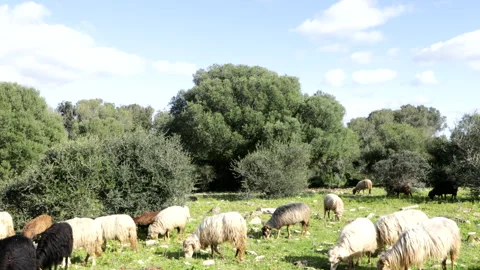 Flock of sheep in an open field on sunny day Stock Footage