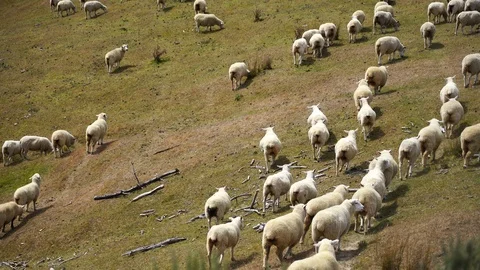 Flock of sheep or lambs grazing on the mountains; ; 4K video Stock Footage 124723044