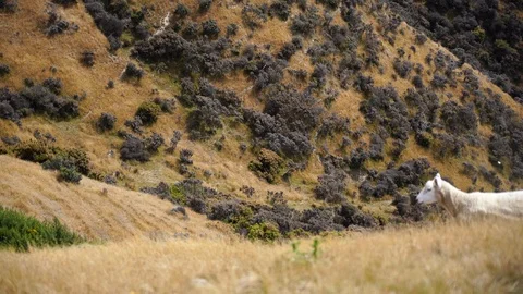 Flock of sheep or lambs grazing on the mountains; ; 4K video 動画素材 124723059