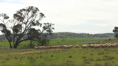 Flock of Sheep in paddock in Australian Outback. Wide shot. Stock Footage 85269737