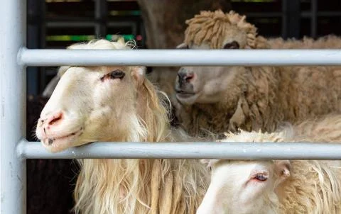 Flock of sheep in a paddock close-up. Stock Photos