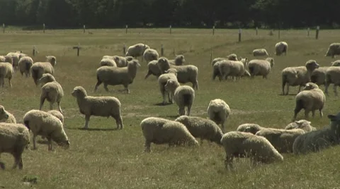 Flock of sheep in a paddock Stock Footage 8509774