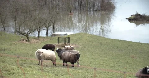 Flock of sheep in passing with flood in backround pan left Stock Footage 147751058