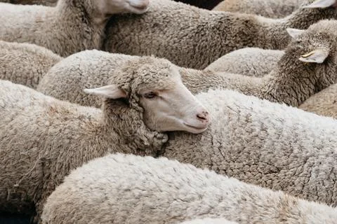 Flock of sheep passing through a cattle route Stock Photos