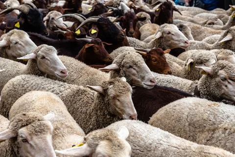 Flock of sheep passing through a cattle route Stock Photos