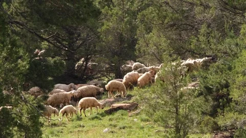 Flock of sheep passing through the forest Stock Footage 294001672