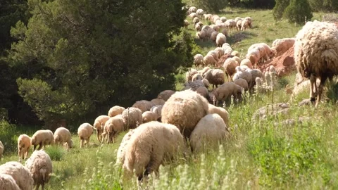 Flock of sheep passing through the forest 2 Stock Footage 294005611