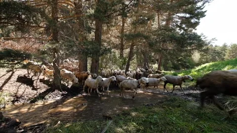 Flock of sheep passing through wetland in forest Stock Footage 294001636