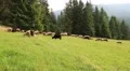 Flock of sheep on the pasture HD Footage