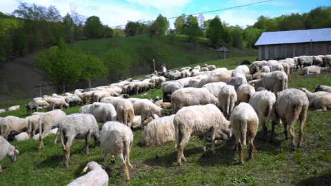 Flock of sheep in a pasture Stock-Footage 120703240