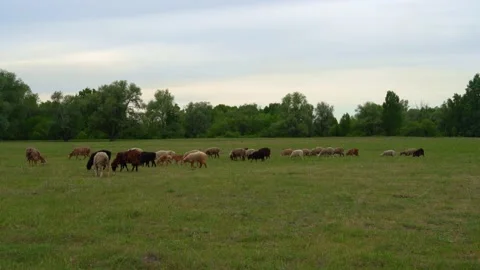 Flock of sheep in the pasture Stock Footage 196221878