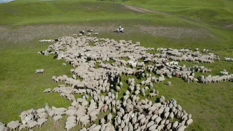 A flock of sheep in a pasture Stock-Footage 198121467