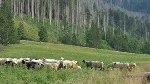 Flock of Sheep on Pasture Meadow at Sunset in Polish Mountains Stock Footage 166339772