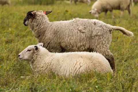 Flock of sheep on pasture Stock Photos