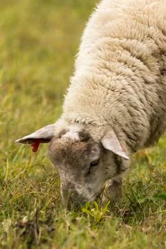 Flock of sheep on pasture Stock Photos