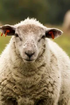 Flock of sheep on pasture Stock Photos