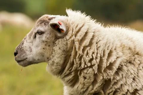 Flock of sheep on pasture Stock Photos