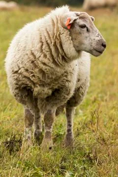 Flock of sheep on pasture Stock Photos