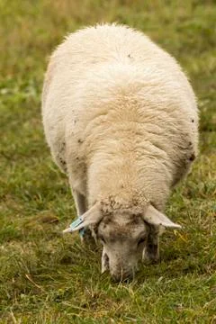 Flock of sheep on pasture Stock Photos