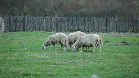 Flock of sheep on pasture walking Stock Footage 35909474