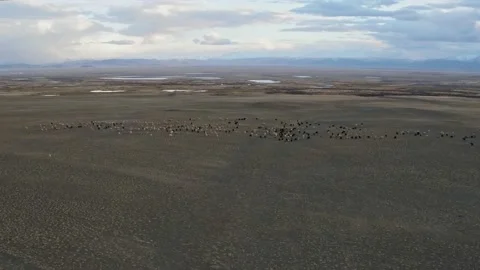 Flock of sheep pasturing in hilly valley Stock Footage 153693903